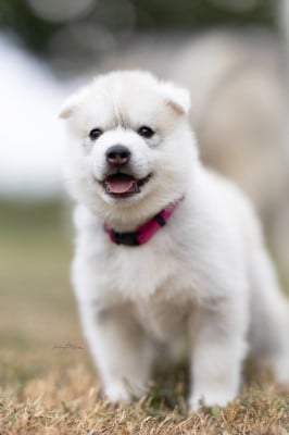 Les chiots de Siberian Husky