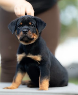 Les chiots de Rottweiler