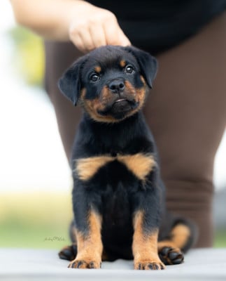 Les chiots de Rottweiler