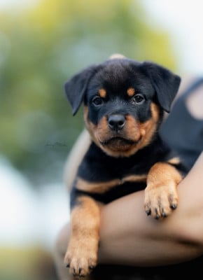 Les chiots de Rottweiler