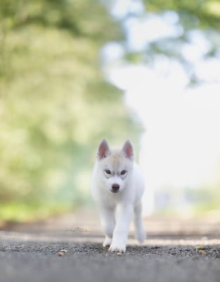 Les chiots de Siberian Husky