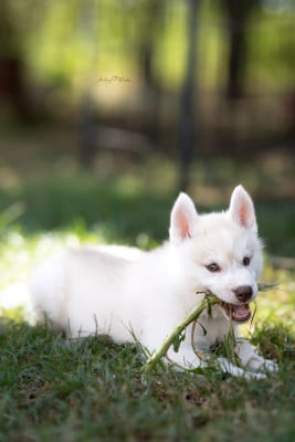 Les chiots de Siberian Husky