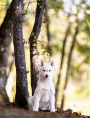 Les chiots de Siberian Husky