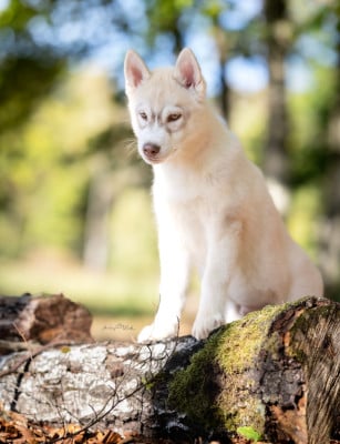 Les chiots de Siberian Husky