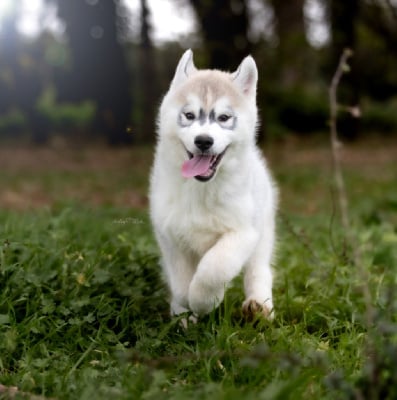 Les chiots de Siberian Husky