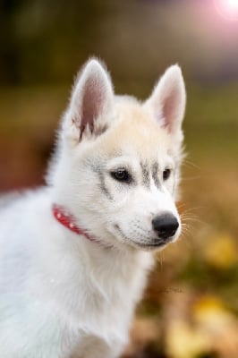 Les chiots de Siberian Husky