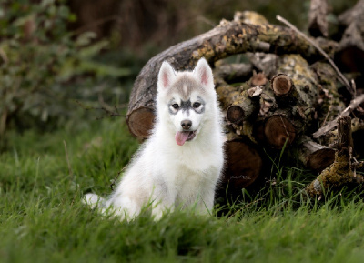 Les chiots de Siberian Husky