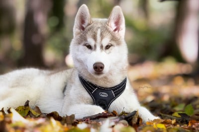 Les chiots de Siberian Husky