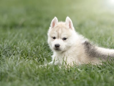 Les chiots de Siberian Husky
