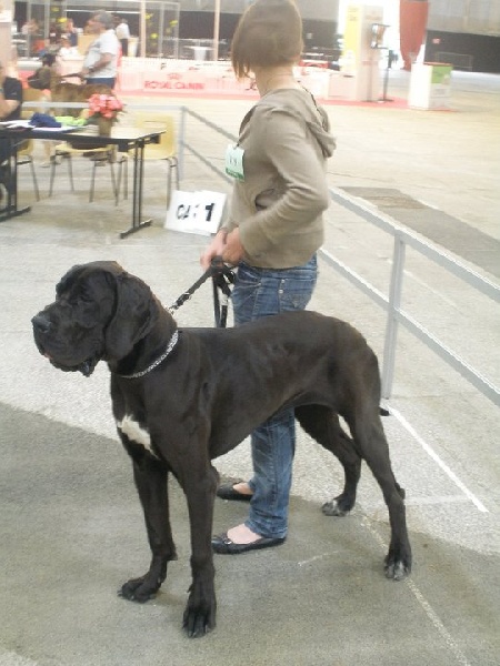 Fidji des Rêves de Burtone - 2eme excellent