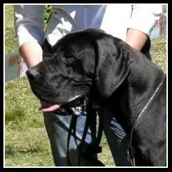 Fidji des Rêves de Burtone - 1er très bon