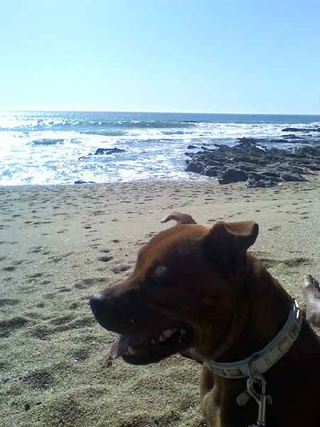 Publication : du doggz cartel Auteur : olivier