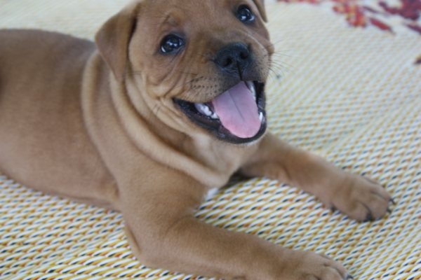 Publication : du doggz cartel Auteur : olivier