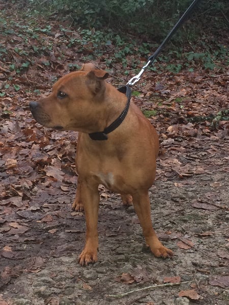 Publication : du doggz cartel Auteur : olivier