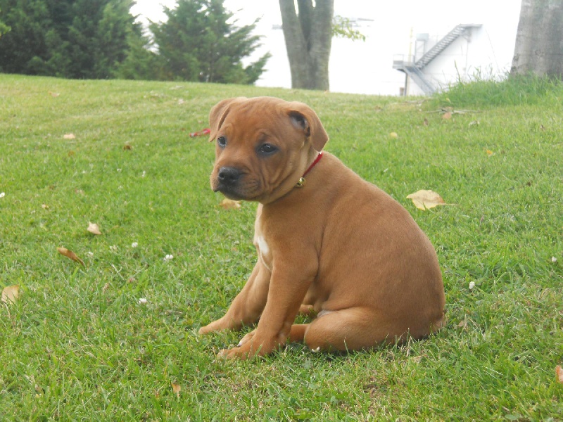 Publication : du doggz cartel Auteur : olivier