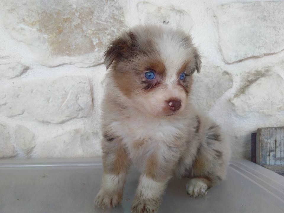 Publication : du Clos Felagund Auteur : Wateau Laetitia