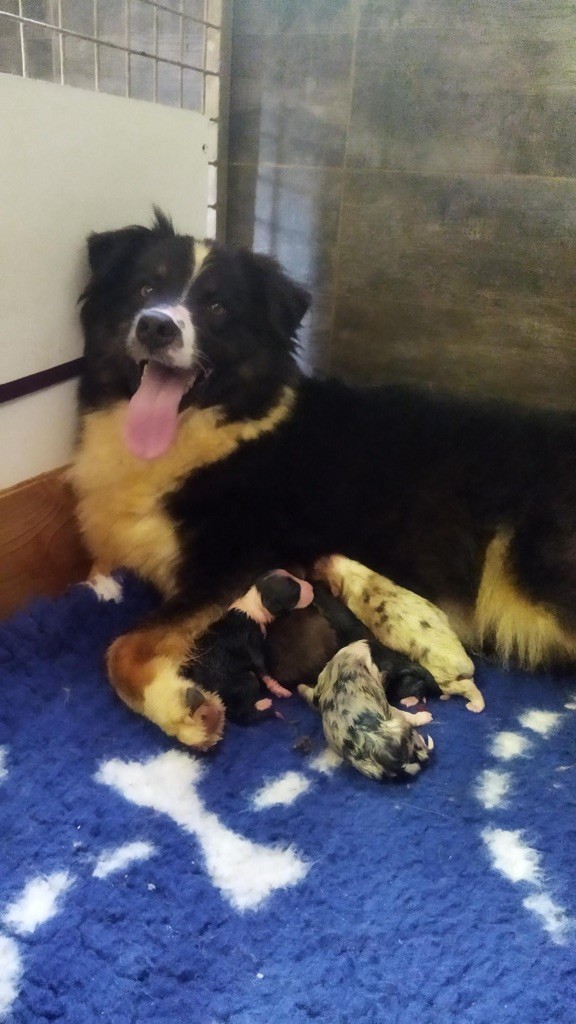 Publication : du Clos Felagund