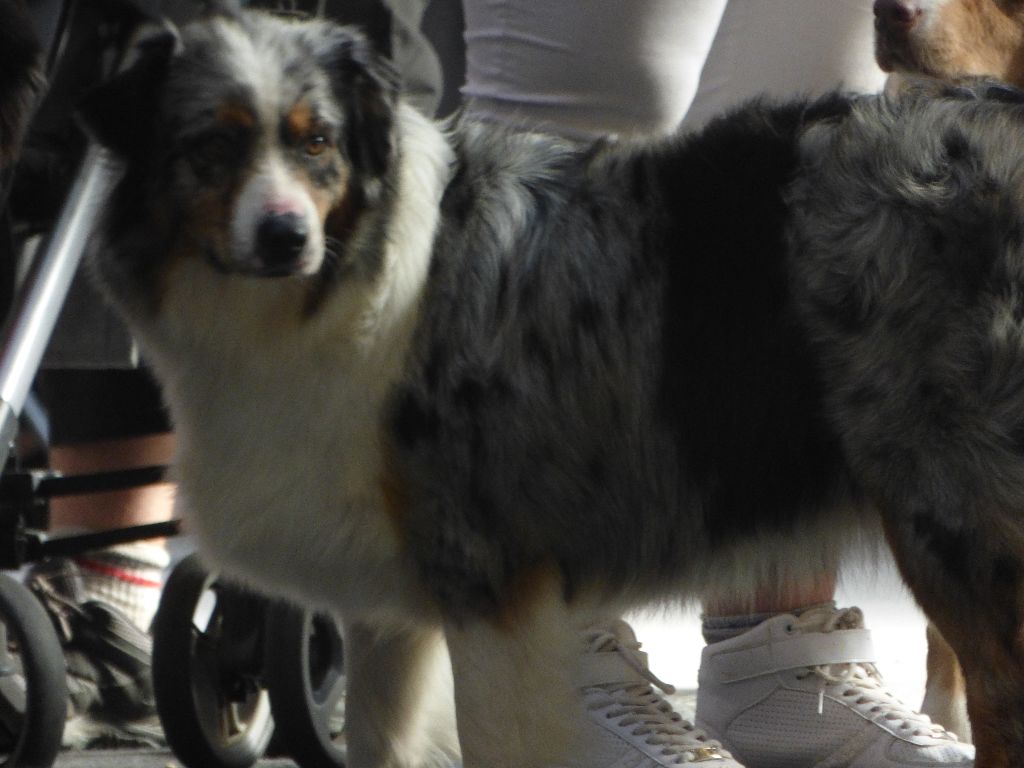 Publication : du Clos Felagund Auteur : Mlle Wateau laetitia