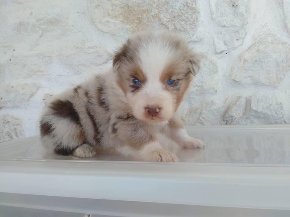 Publication : du Clos Felagund Auteur : Wateau Laetitia