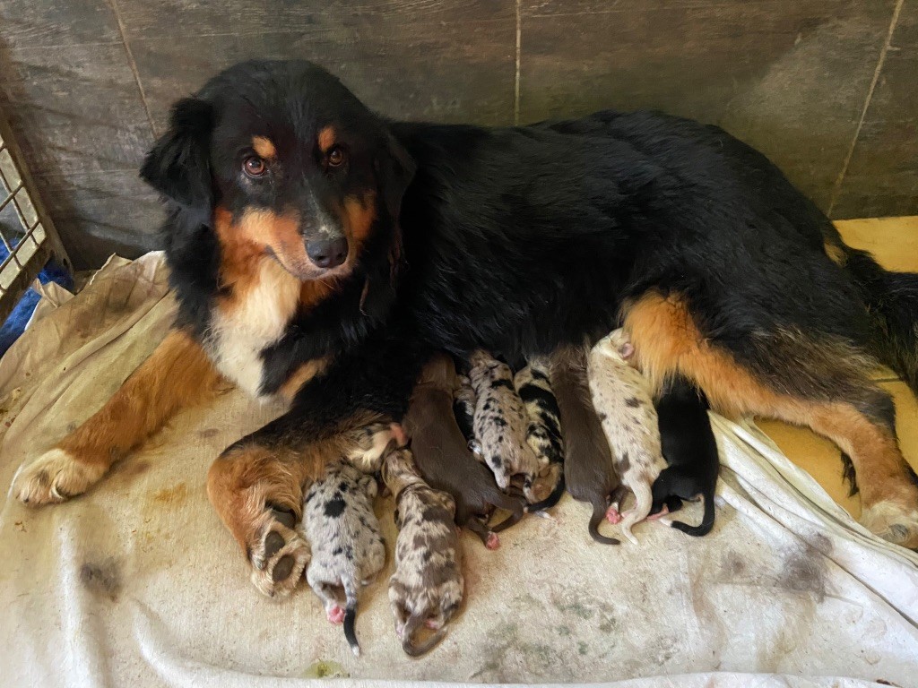 Publication : du Clos Felagund Auteur : wateau laetitia