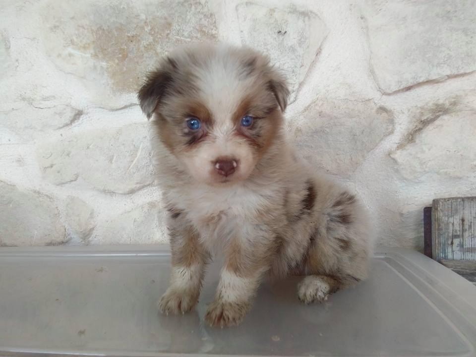 Publication : du Clos Felagund Auteur : Wateau Laetitia