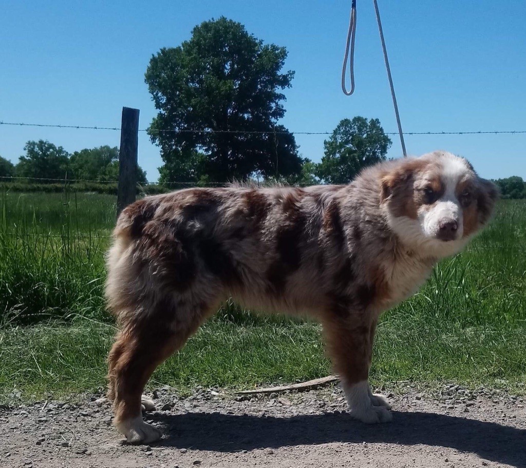 Publication : du Clos Felagund Auteur : Wateau Laetitia