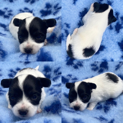 Les chiots de Epagneul nain Continental (Papillon)