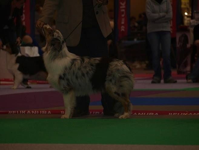 Joice (Sans Affixe) - tres prometteur et selectionné dans les 4 meilleur puppy mal et femelle confondu