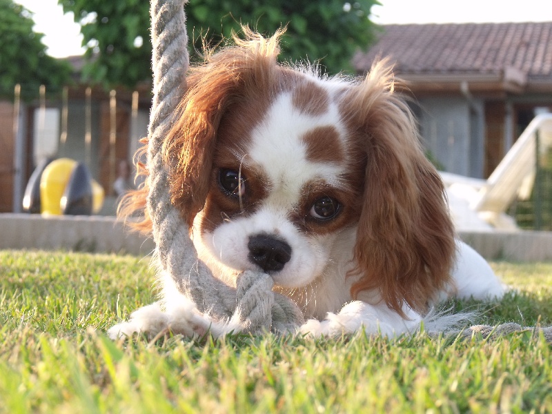 Publication : du Domaine D'edrobal