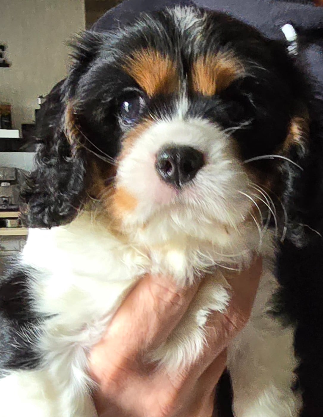 Cavalier King Charles Spaniel - du Domaine D'edrobal