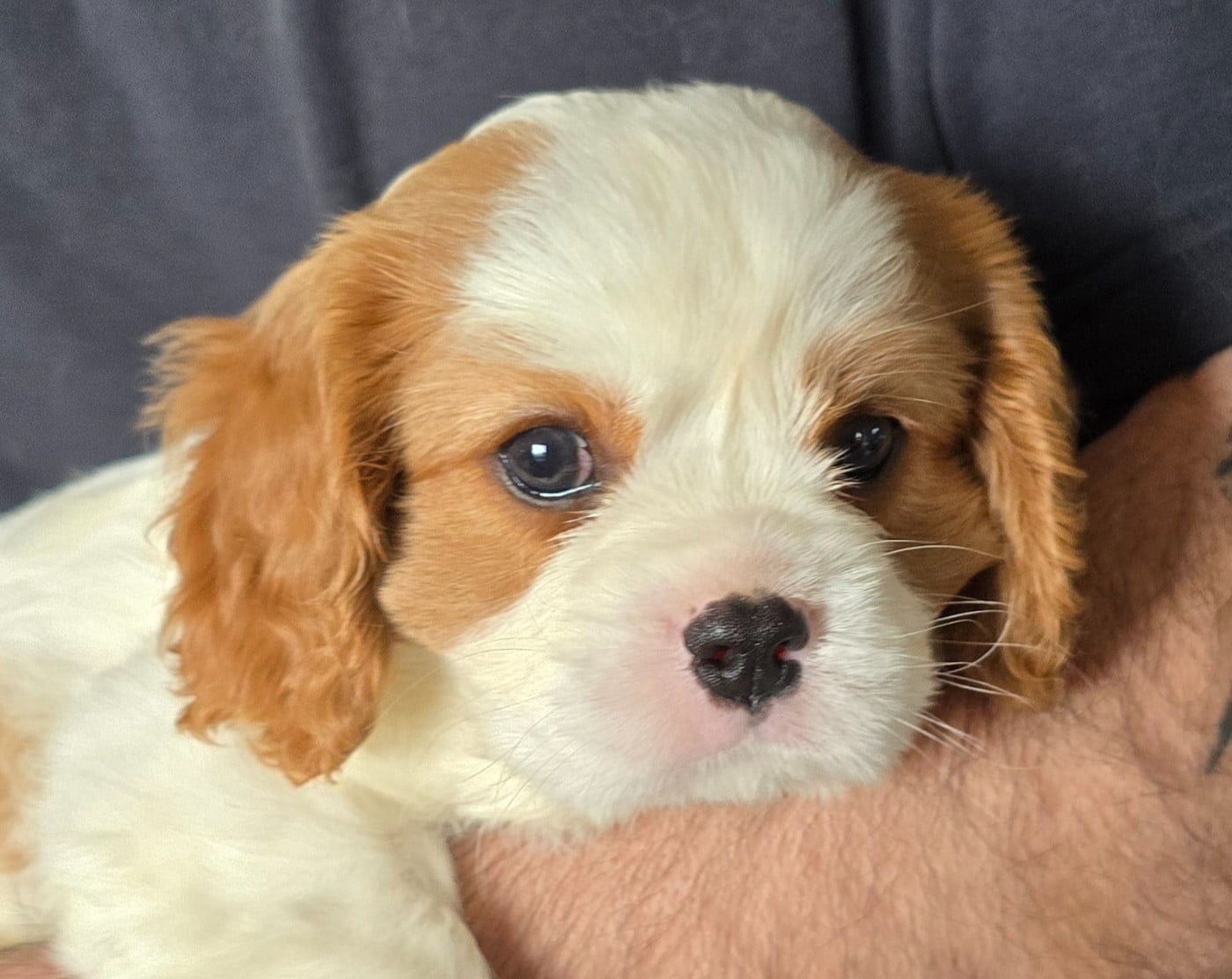 Cavalier King Charles Spaniel - du Domaine D'edrobal
