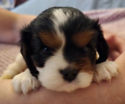 Les chiots de Cavalier King Charles Spaniel