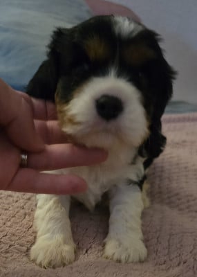 Les chiots de Cavalier King Charles Spaniel