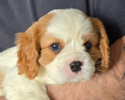 Les chiots de Cavalier King Charles Spaniel
