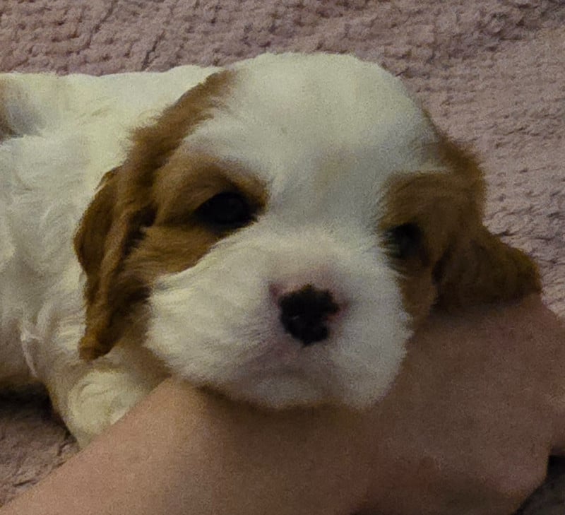 Cavalier King Charles Spaniel - du Domaine D'edrobal