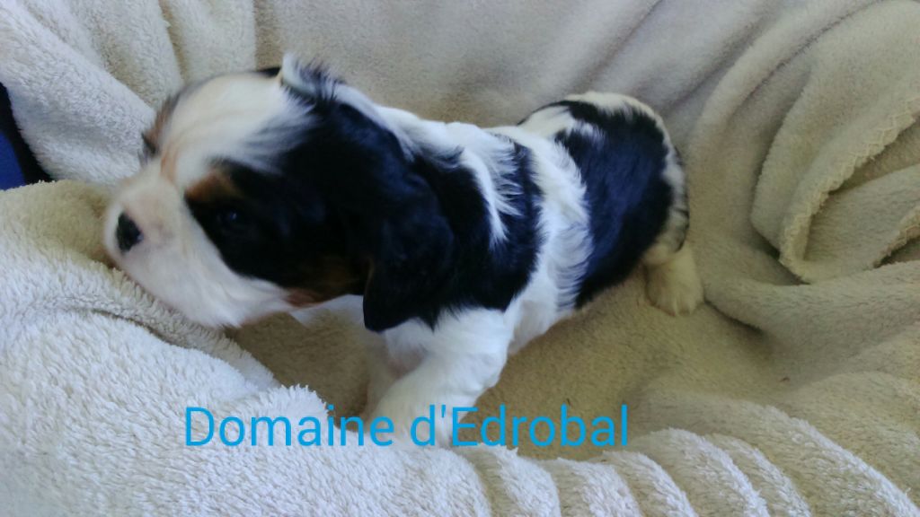 CHIOT CAVALIER KING CHARLES LOF - Cavalier King Charles Spaniel