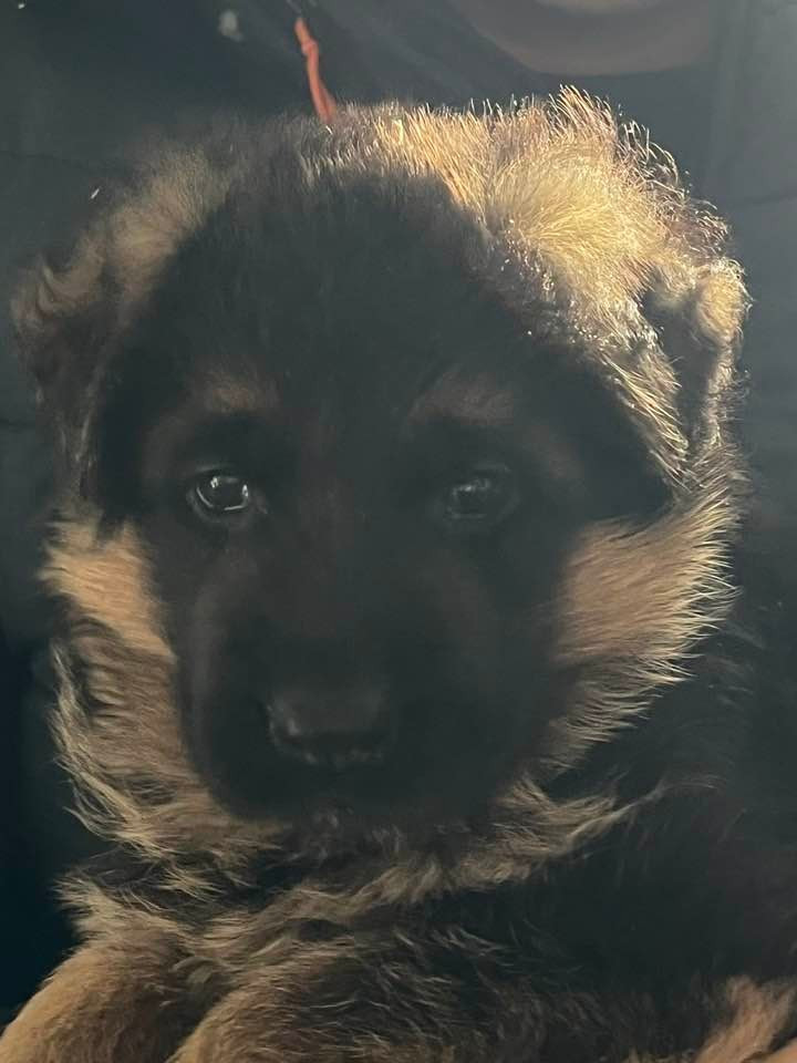 Austin-Mini du Chemin du Torrent