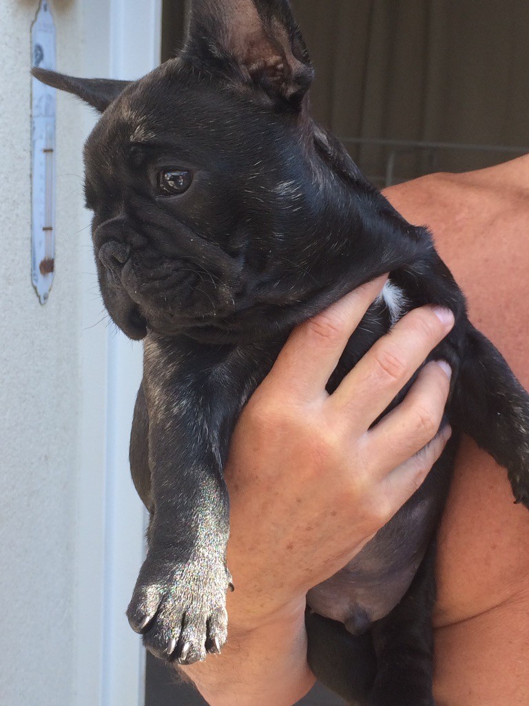 Chiot Bouledogue français, CHIOT OLIVER, mâle disponible