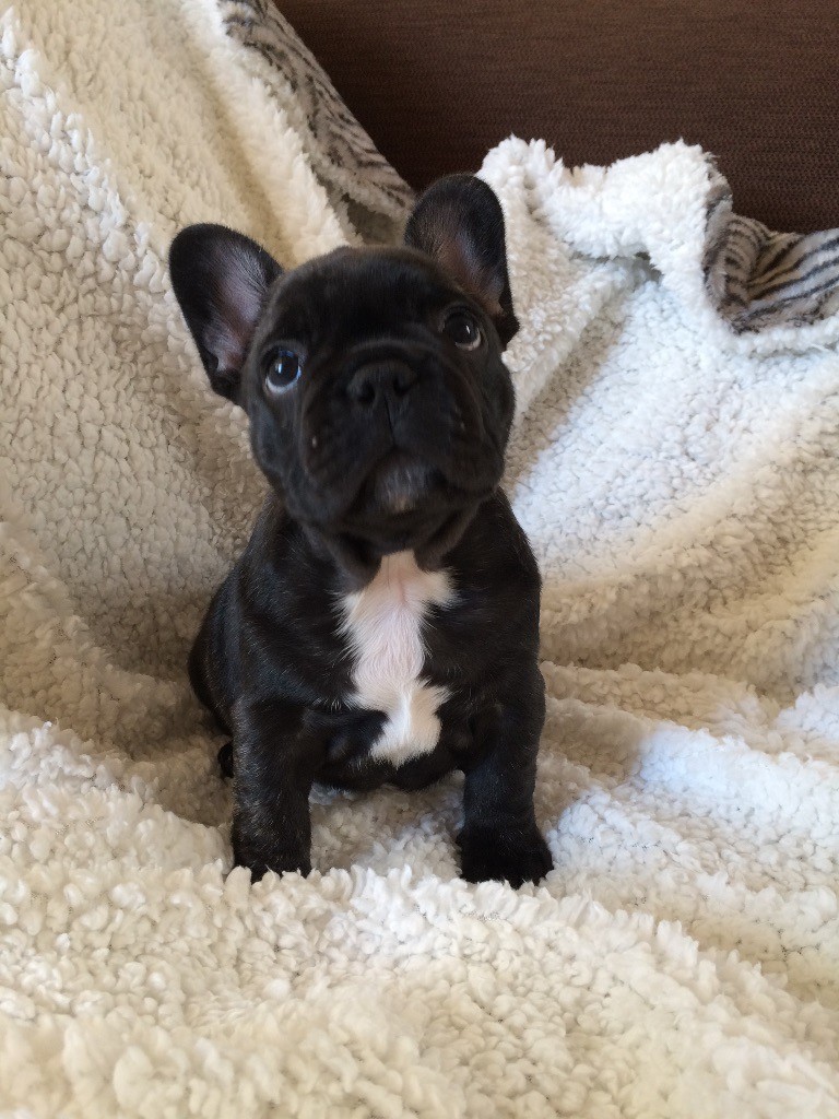Chiot Bouledogue français, femelle disponible en Centre