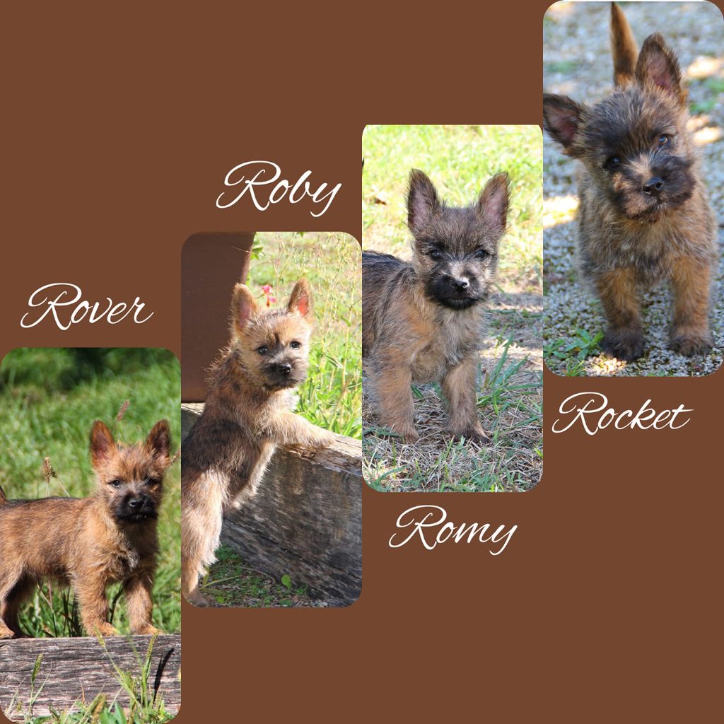 Cairn Terrier