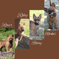 Cairn Terrier - De La Truffe D'elite
