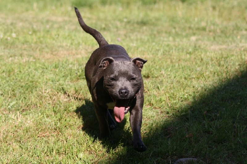 Publication : Of Suprême Staffy's Auteur : eva serrero