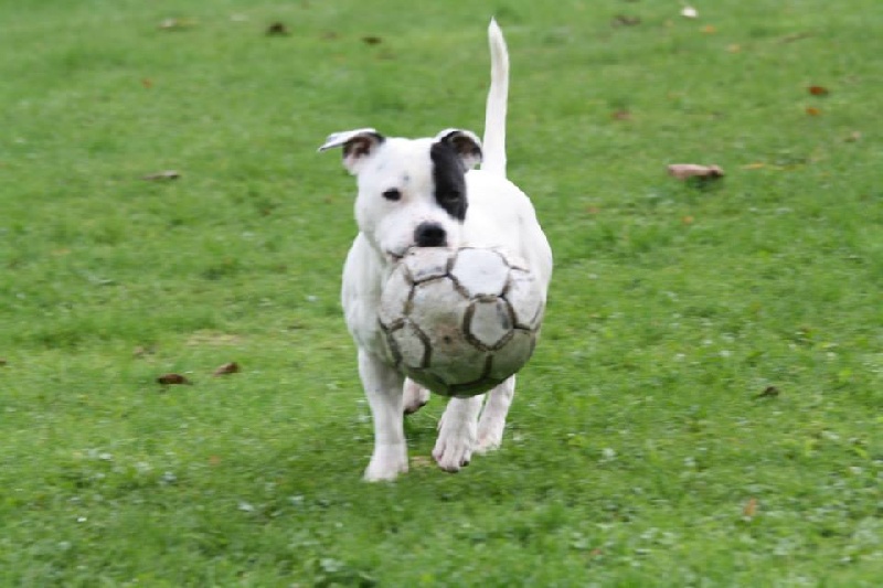 Publication : Of Suprême Staffy's