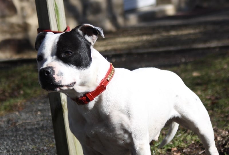 Publication : Of Suprême Staffy's