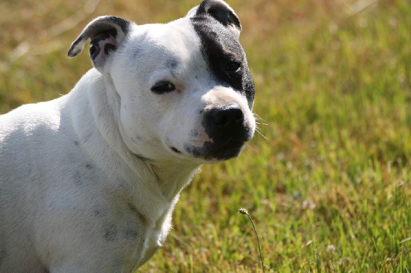 Publication : Of Suprême Staffy's