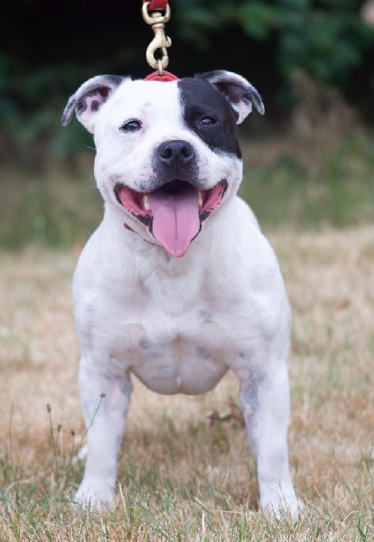 Publication : Of Suprême Staffy's