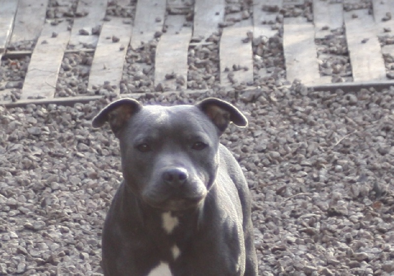 Publication : Of Suprême Staffy's Auteur : eva serrero