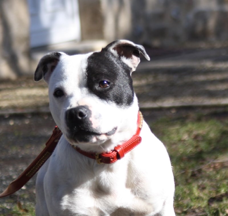 Publication : Of Suprême Staffy's