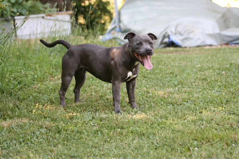 Publication : Of Suprême Staffy's Auteur : eva serrero