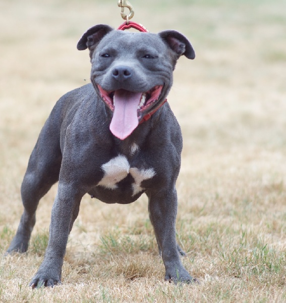 Publication : Of Suprême Staffy's Auteur : eva serrero